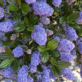 Photo of the plant species Blue Mountain Lilac by @LadyOfTheLeaves named Captain Plant-it on Greg, the plant care app