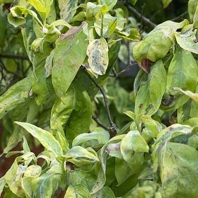 Photo of the plant species Magic Dogwood by @LadyOfTheLeaves named Tree Diddy on Greg, the plant care app