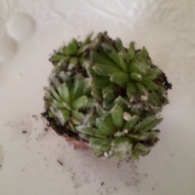 Photo of the plant species Livelong Saxifrage by @DanDenMan named Gobi on Greg, the plant care app