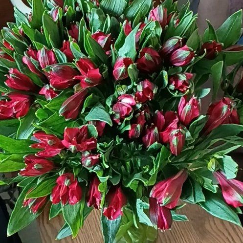 Photo of the plant species Peruvian-Lily by @DanDenMan named Scarlett on Greg, the plant care app
