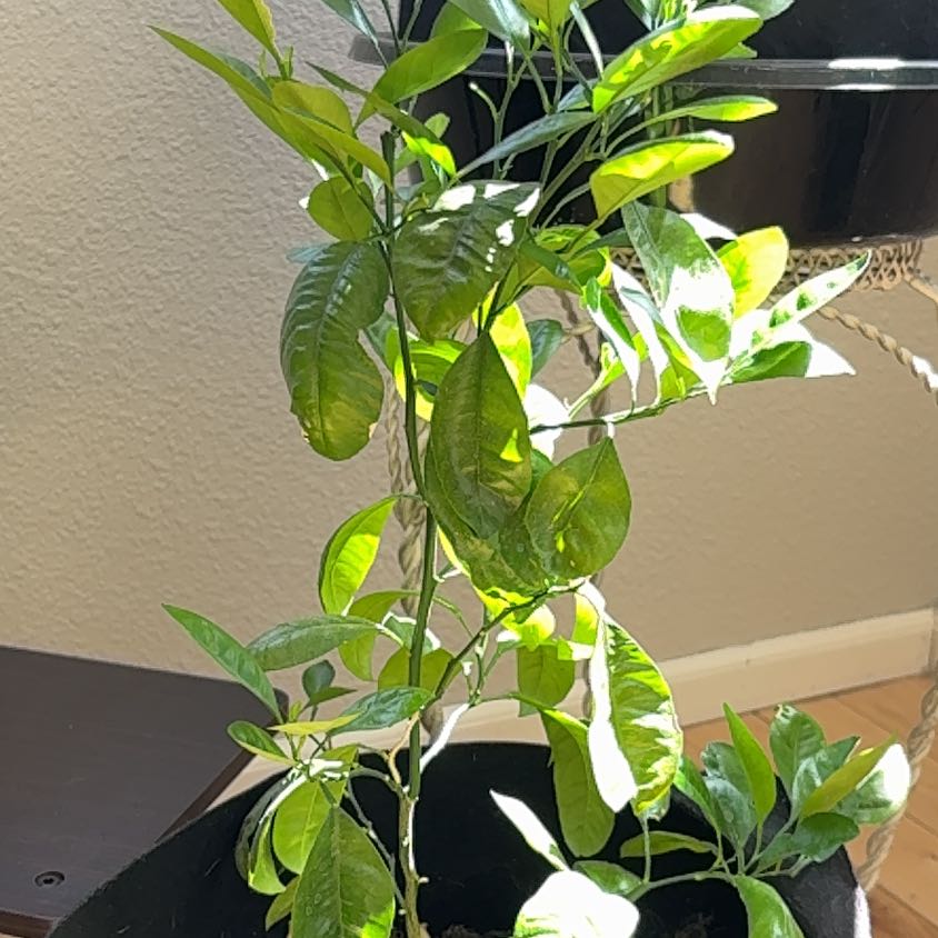 Photo of the plant species Calamansi by @WiredSagebush81 named Coco on Greg, the plant care app