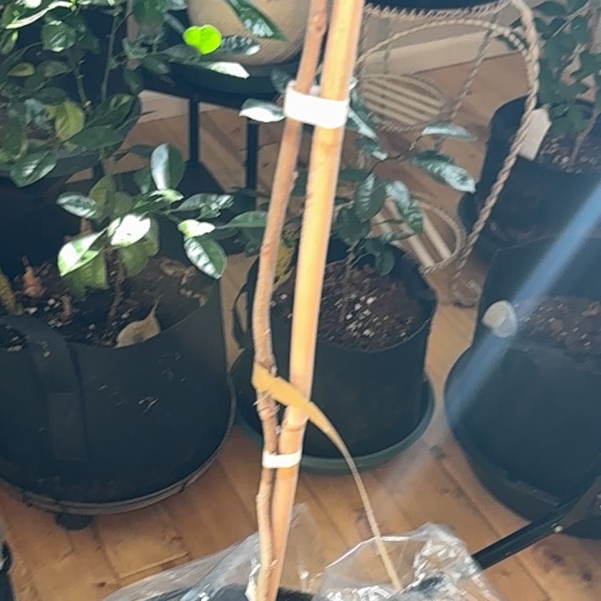Photo of the plant species Fuyu Persimmon by @WiredSagebush81 named Harper on Greg, the plant care app
