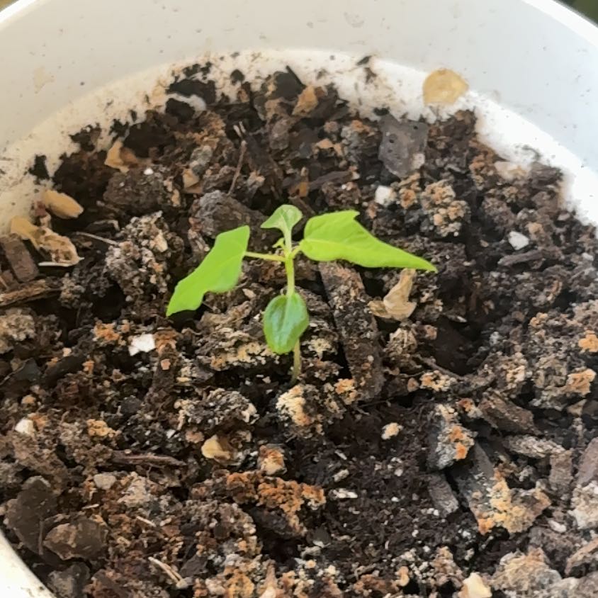 Photo of the plant species Papaya by @WiredSagebush81 named Naomi on Greg, the plant care app