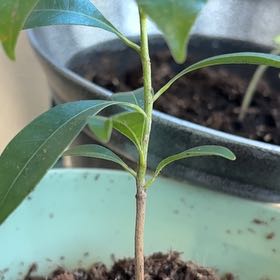 Photo of the plant species Wild Sapodilla by @WiredSagebush81 named Morgan Treeman on Greg, the plant care app