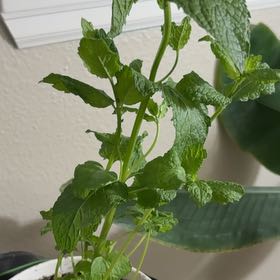 Photo of the plant species Apple Mint by @WiredSagebush81 named Sir Plancelot on Greg, the plant care app