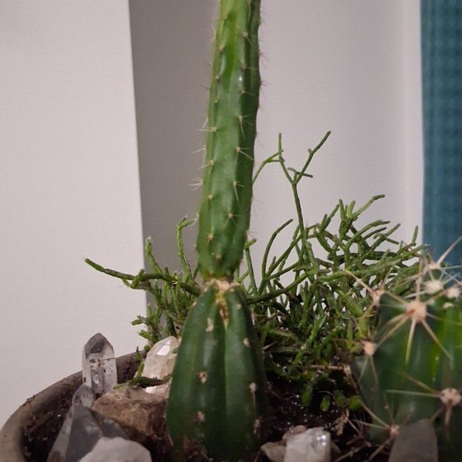 Photo of the plant species San Pedro by @KnightFeijoa36 named Lebron on Greg, the plant care app