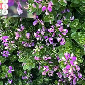 Photo of the plant species Sweet Pea 'Petite Butterfly' by @ExecJiaogulan51 named Scarlett on Greg, the plant care app