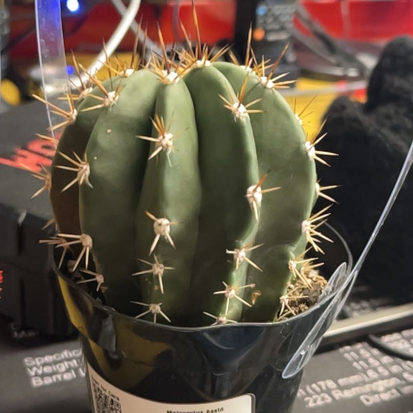 Photo of the plant species Assorted Melocactus by @Fairy9840 named Sukuna on Greg, the plant care app