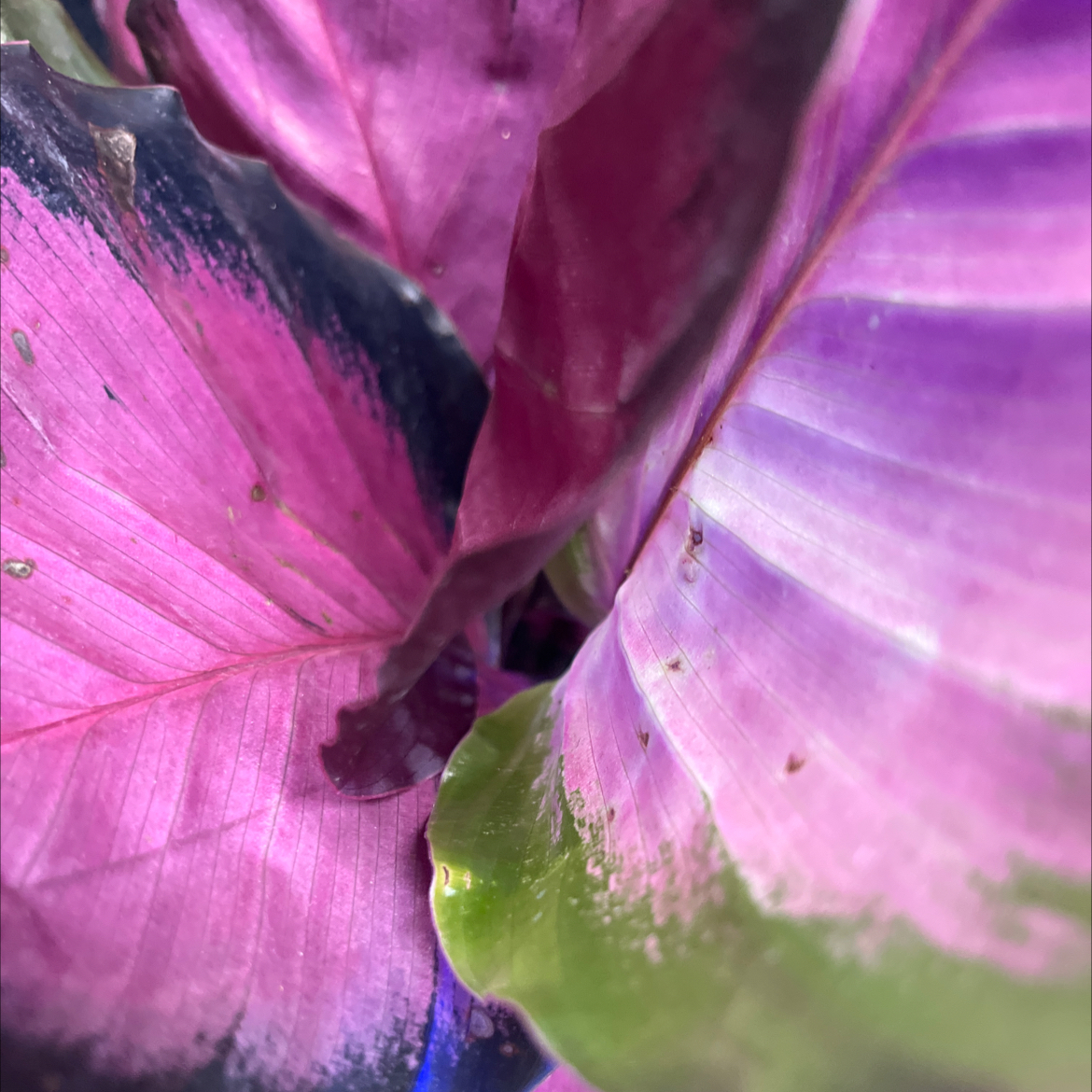 Photo of the plant species vigoro calathea by @Fairy9840 named Elizabeth Swan on Greg, the plant care app