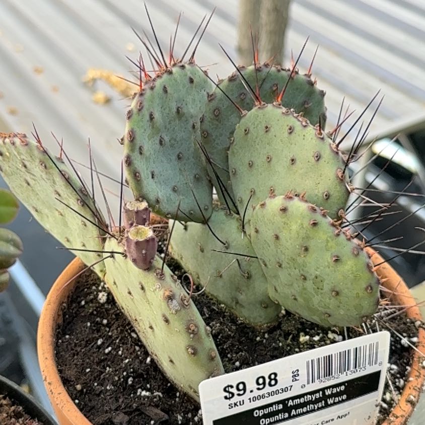 Photo of the plant species Prickly Pear Amethyst Wave by @TunefulTamarack named Bella on Greg, the plant care app