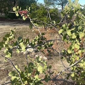 Photo of the plant species Judas Tree by @BossKohekohe0 named Emerson on Greg, the plant care app