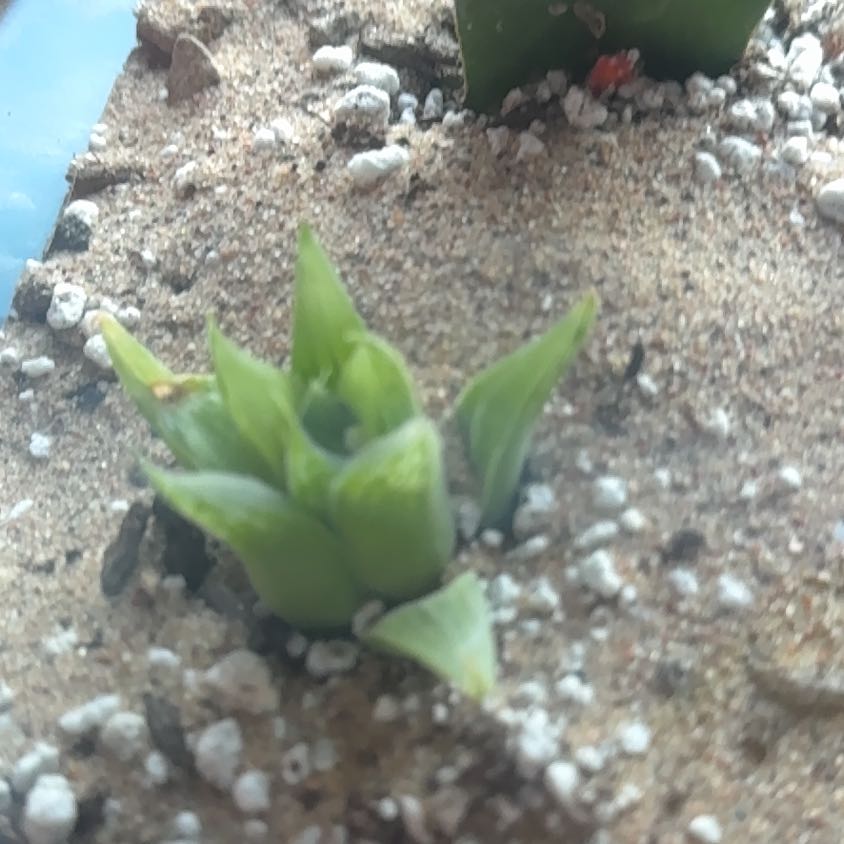 Photo of the plant species Hawthoria turgida by @YiftCuttings87 named Lavender on Greg, the plant care app