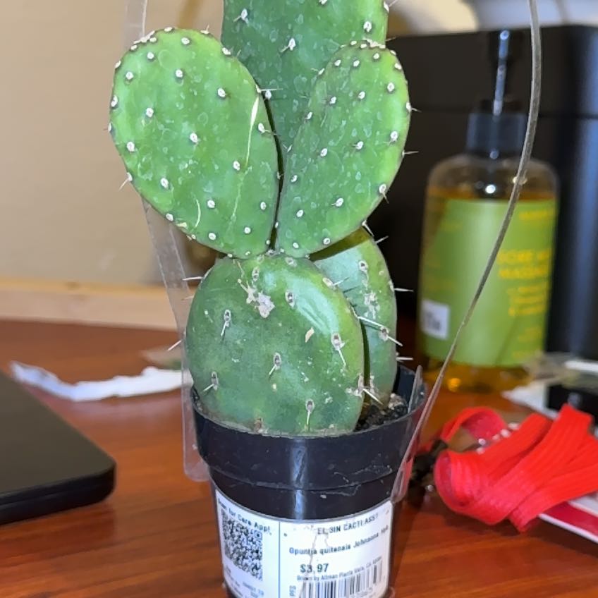Photo of the plant species Opuntia quitensis 'Johnson's Hybrid' by @WelefulLithop35 named Jerry on Greg, the plant care app