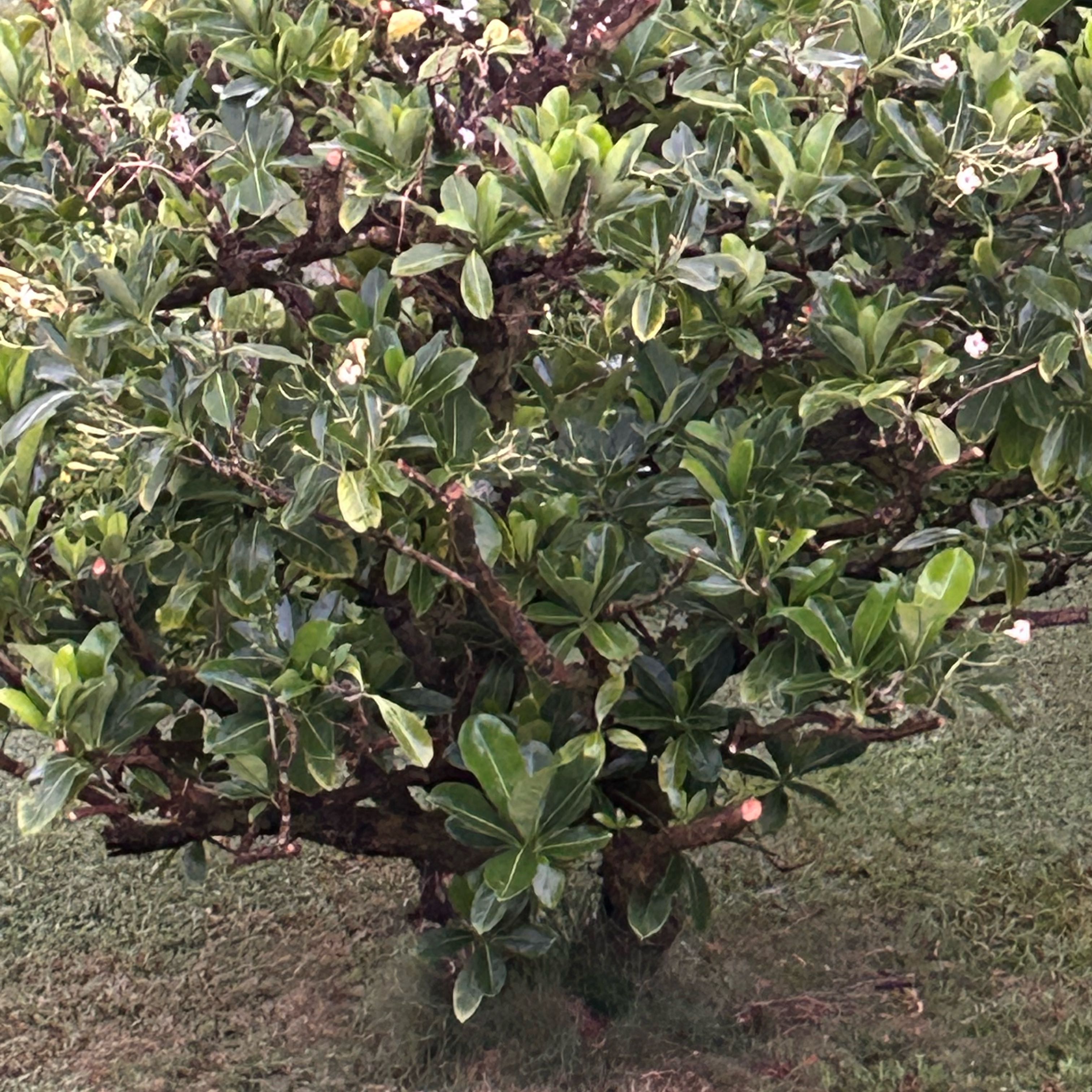 Photo of the plant species Puakenikeni by @CompellingDill named Rihanna on Greg, the plant care app