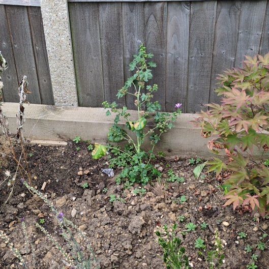 Photo of the plant species Tree Mallow by @LadyScotspine6 named Scarlett on Greg, the plant care app