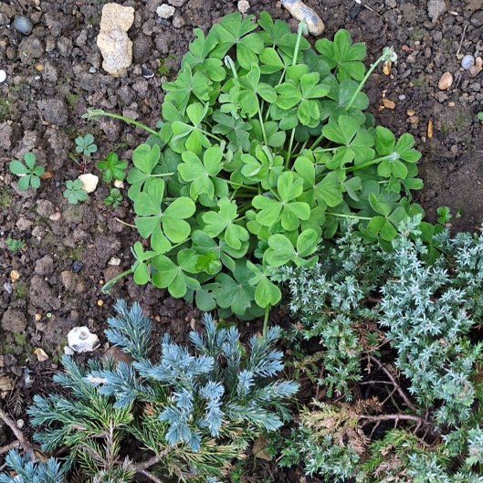 Photo of the plant species African Woodsorrel by @LadyScotspine6 named Bruce Lee on Greg, the plant care app