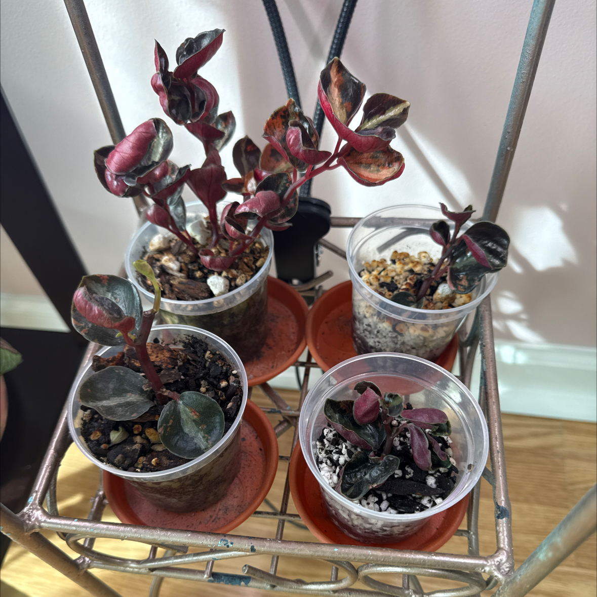 Photo of the plant species Peperomia caperata 'Creme Brulee' by @mindybeserious named Ethel Ricky Fred on Greg, the plant care app
