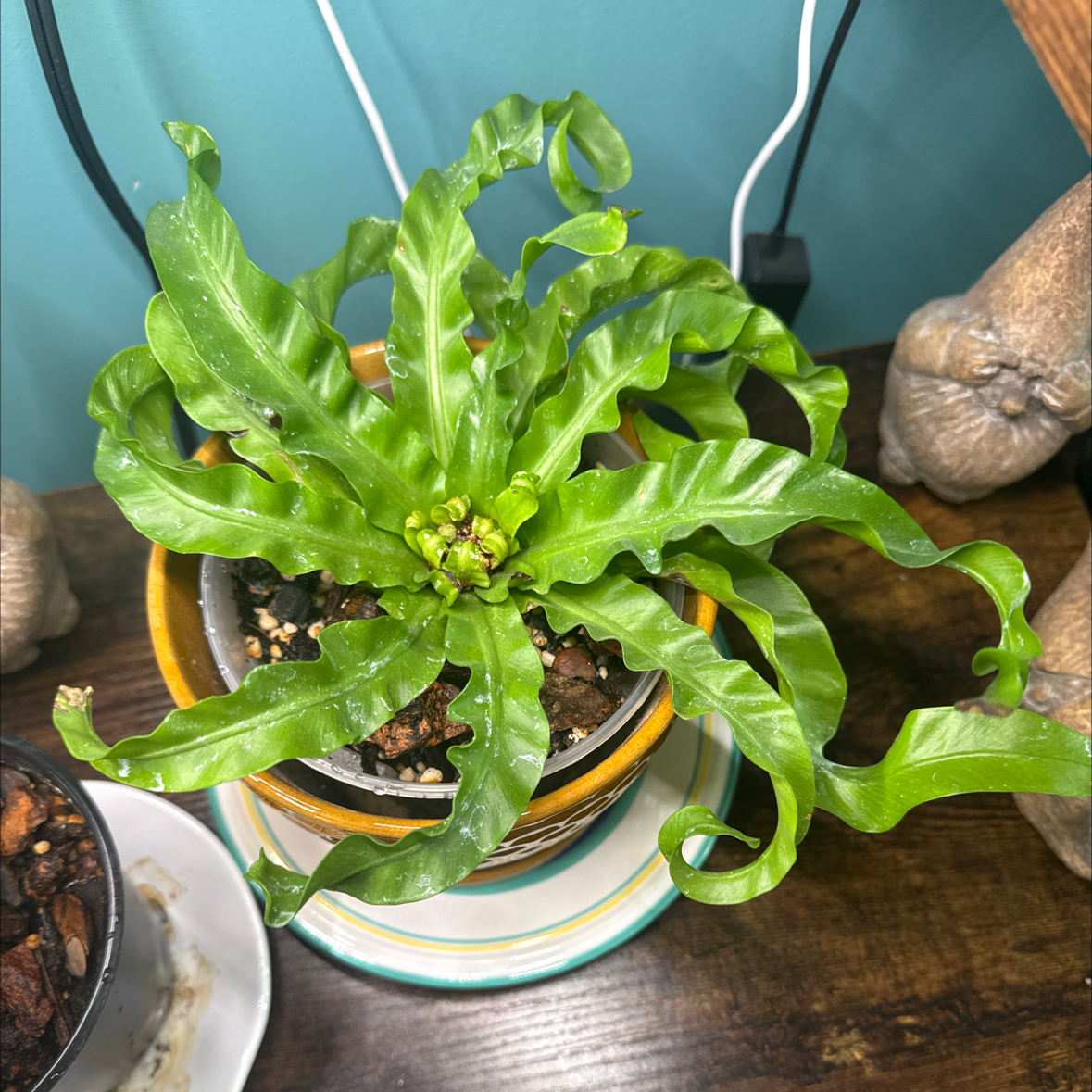 Photo of the plant species Hurricane Fern by @mindybeserious named Katrina on Greg, the plant care app