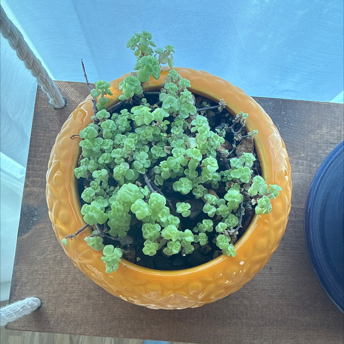 Photo of the plant species Japanese stonecrop by @mindybeserious named Rock Eater on Greg, the plant care app