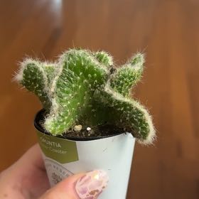 Photo of the plant species Roller Coaster Cactus by @DiscipleTaro20 named Opie on Greg, the plant care app