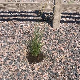 Photo of the plant species Karl forrester by @LoyallyDuwei53 named Nithin on Greg, the plant care app