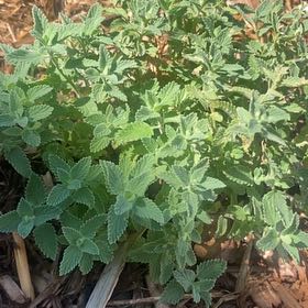 Photo of the plant species Wall Germander by @LoyallyDuwei53 named Fernie Mac on Greg, the plant care app