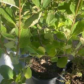 Photo of the plant species Royalty Lilac by @LoyallyDuwei53 named Hamilton on Greg, the plant care app