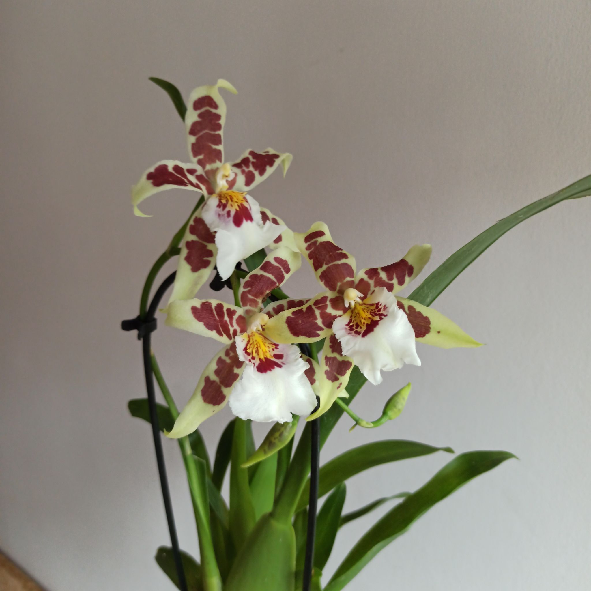 Photo of the plant species Beallara Orchid by @ImpartialKaramu named Bloomatron 5000 on Greg, the plant care app