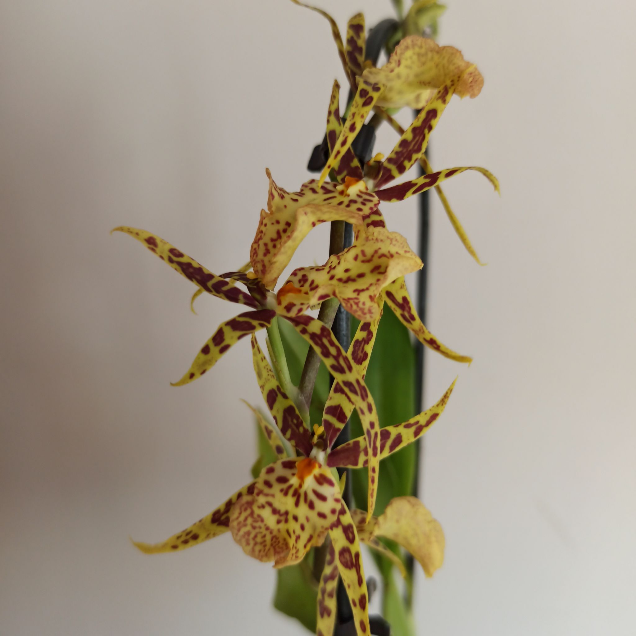 Photo of the plant species Bratonia by @ImpartialKaramu named Sir Plancelot on Greg, the plant care app