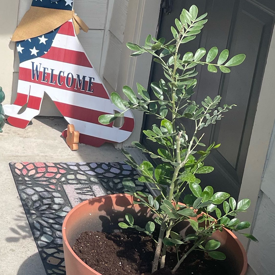 Photo of the plant species Mountain Laurel by @IntenseRedsky31 named Dolores on Greg, the plant care app