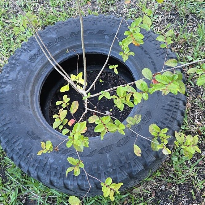 Photo of the plant species Brazilian Peppertree by @UnafraidOakmoss named Huckleberry Fern on Greg, the plant care app