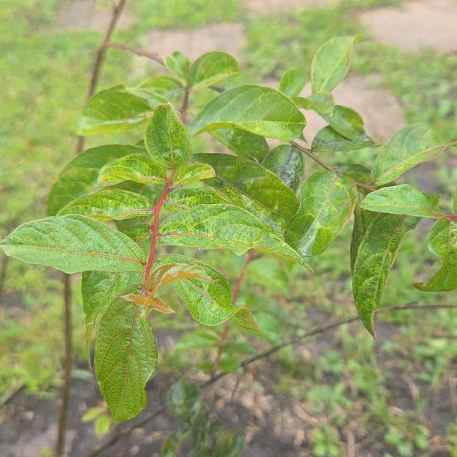 Photo of the plant species Common Buttonbush by @UnafraidOakmoss named Drake on Greg, the plant care app