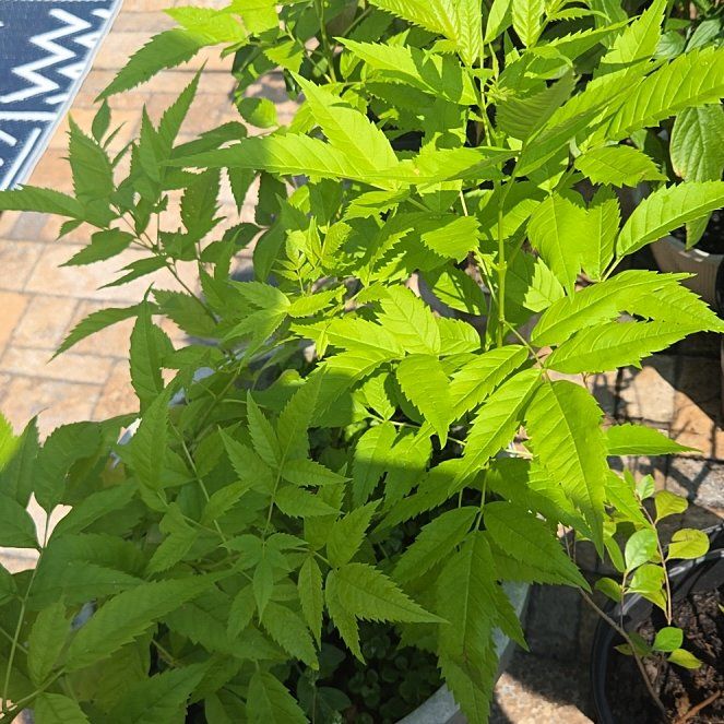 Photo of the plant species Desert Ash by @UnafraidOakmoss named Zion on Greg, the plant care app