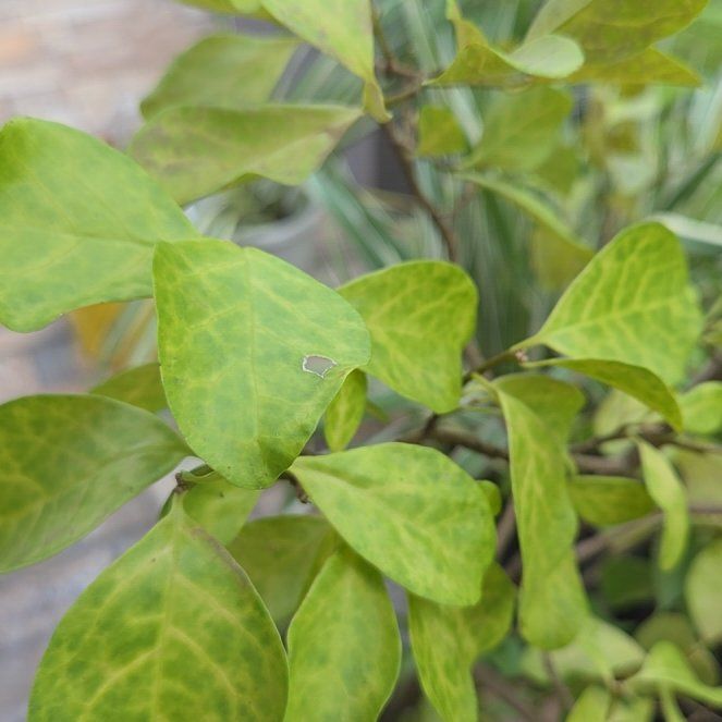 Photo of the plant species Persian Ivy by @UnafraidOakmoss named Hemingway on Greg, the plant care app