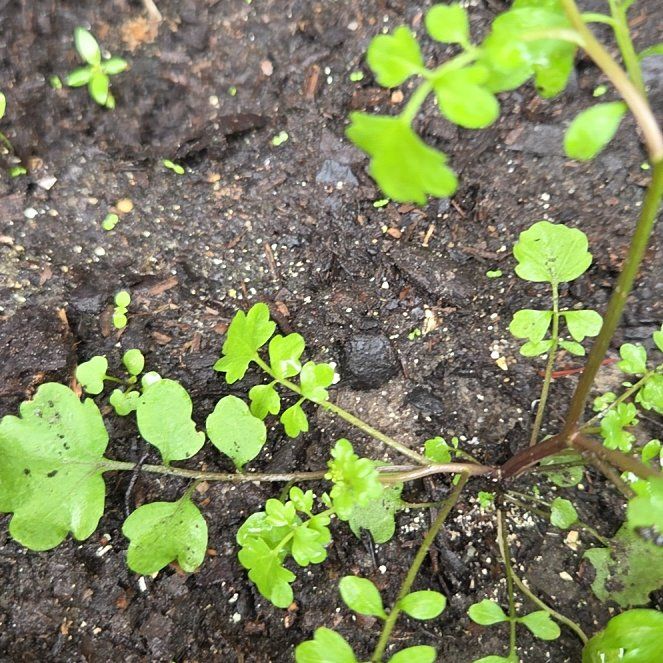 Photo of the plant species Wavy Bittercress by @UnafraidOakmoss named Walt on Greg, the plant care app