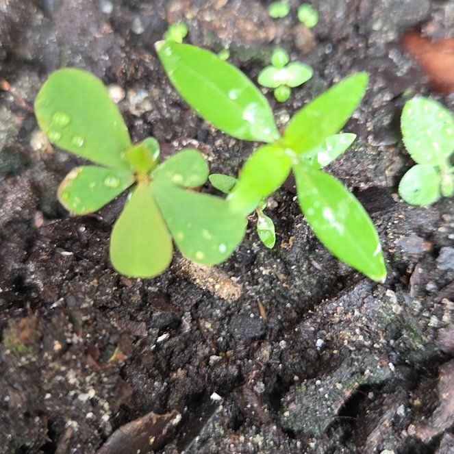 Photo of the plant species Black Olive Tree by @UnafraidOakmoss named Michelle Branch on Greg, the plant care app