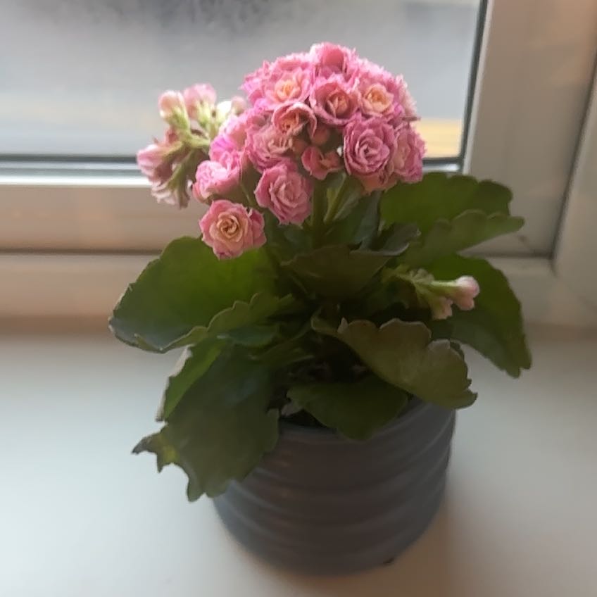 Photo of the plant species Calandiva by @FabulousOkra17 named Dax on Greg, the plant care app
