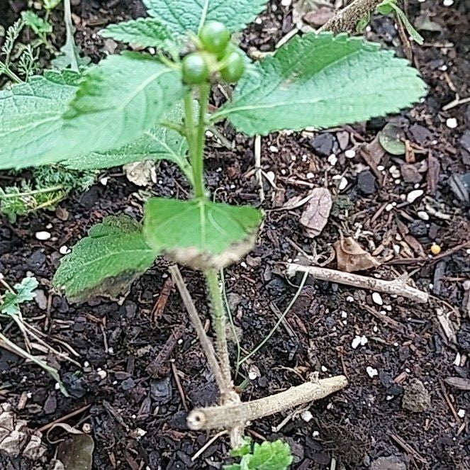Photo of the plant species Velvet Shrubverbena by @DrivenRedfir50 named Marilyn on Greg, the plant care app