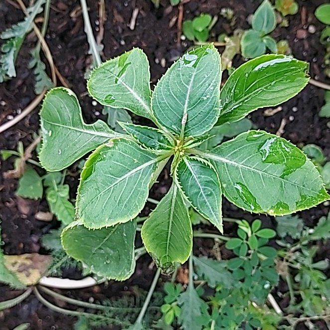 Photo of the plant species Oliver's Touch-Me-Not by @DrivenRedfir50 named Girlfrond on Greg, the plant care app