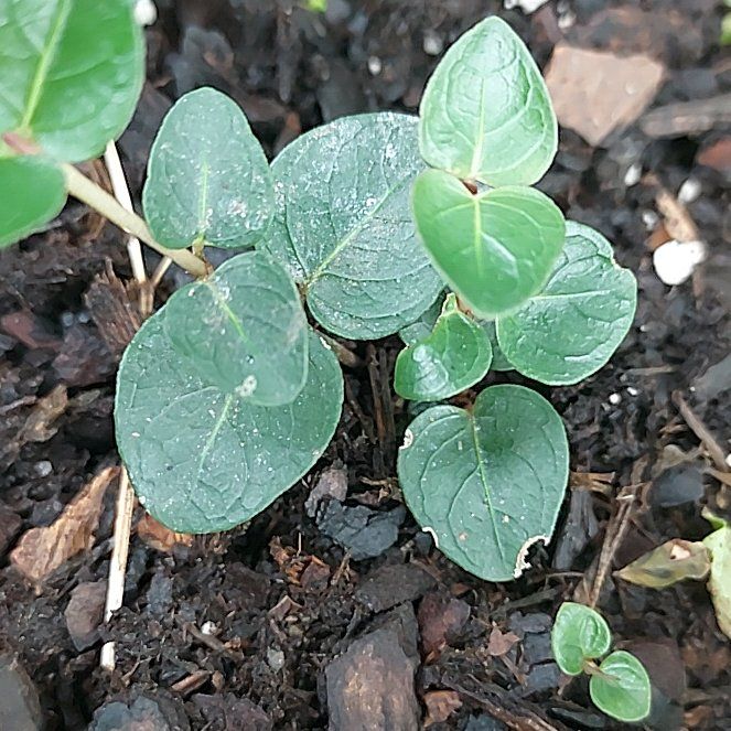 Photo of the plant species Partridge Berry by @DrivenRedfir50 named Walt on Greg, the plant care app