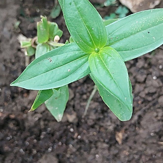 Photo of the plant species Peruvian Zinnia by @DrivenRedfir50 named Denali on Greg, the plant care app