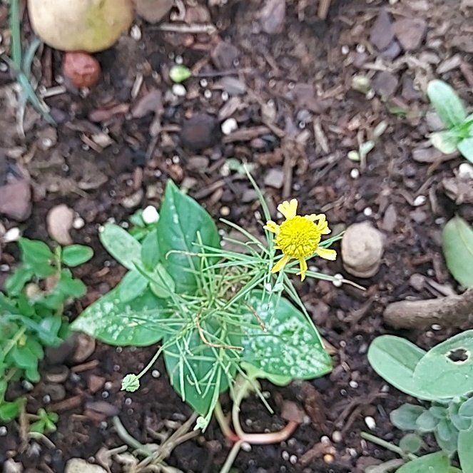 Photo of the plant species American Sneezeweed by @DrivenRedfir50 named Gomez on Greg, the plant care app