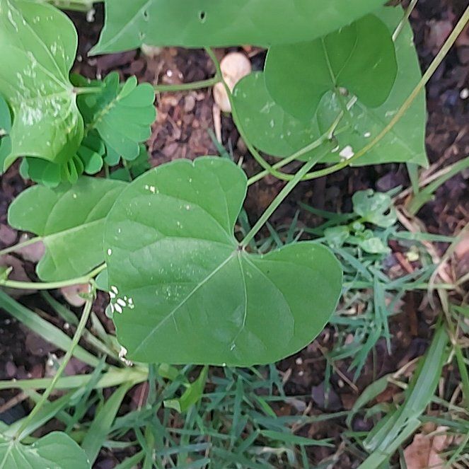Photo of the plant species Red Morning Glory by @DrivenRedfir50 named Kylie on Greg, the plant care app