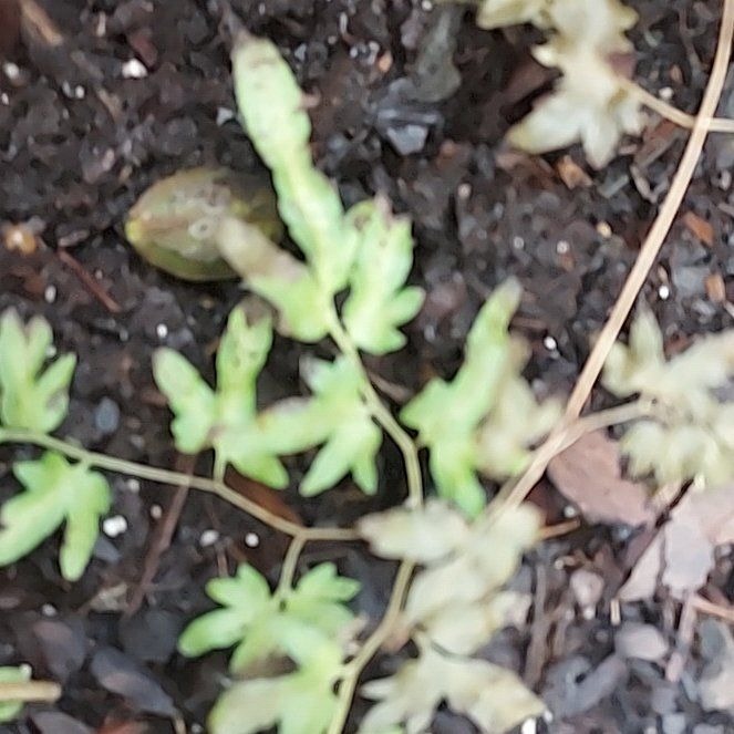 Photo of the plant species Japanese Climbing Fern by @DrivenRedfir50 named Elina on Greg, the plant care app