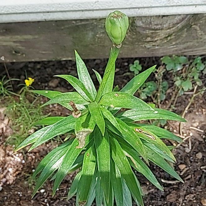 Photo of the plant species Martagon Lily by @DrivenRedfir50 named Maya on Greg, the plant care app