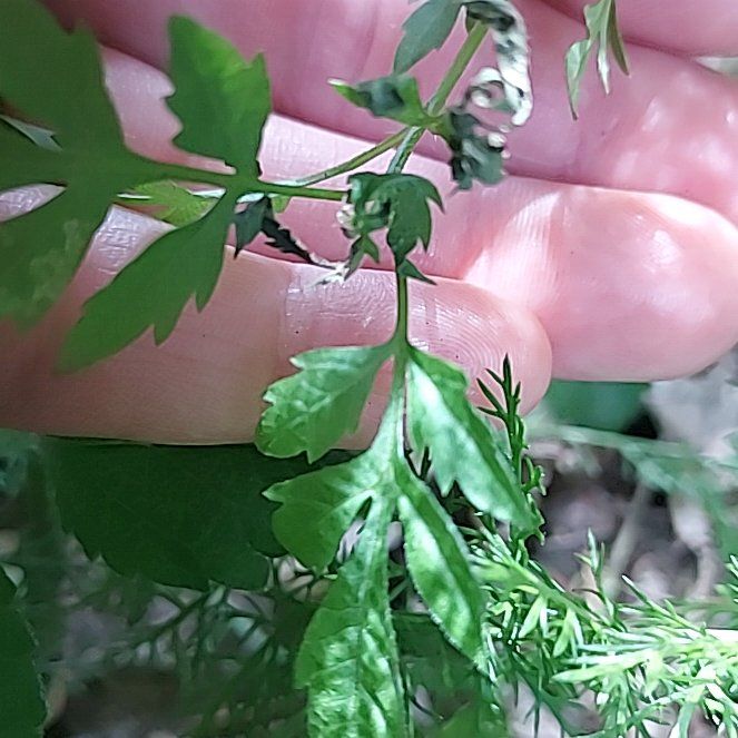 Photo of the plant species Spanish Needles by @DrivenRedfir50 named Gaga on Greg, the plant care app