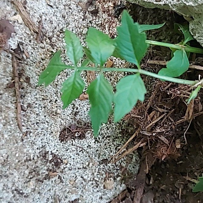 Photo of the plant species Trumpet Creeper by @DrivenRedfir50 named Sherlock on Greg, the plant care app