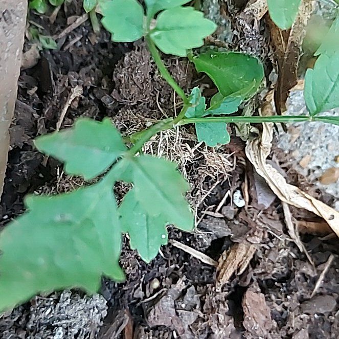 Photo of the plant species Trumpet Creeper by @DrivenRedfir50 named Oscar on Greg, the plant care app