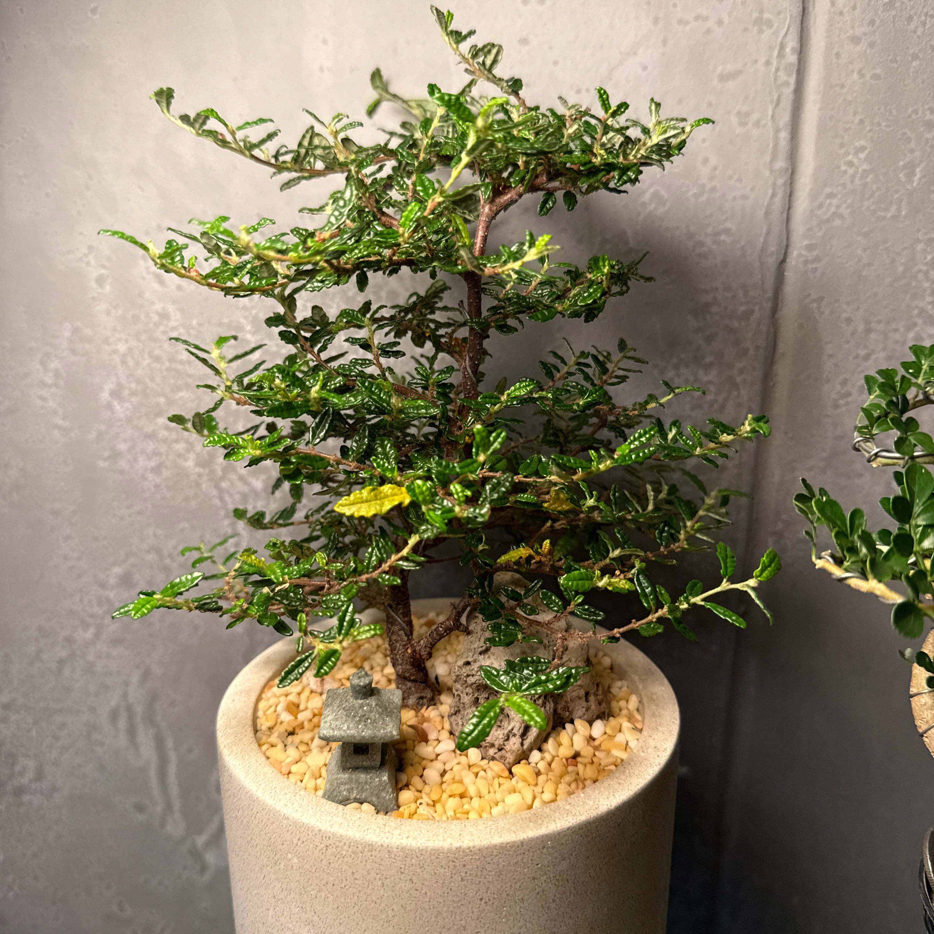 Photo of the plant species Emperor Plum by @MannerlyAnise89 named Scarlett on Greg, the plant care app