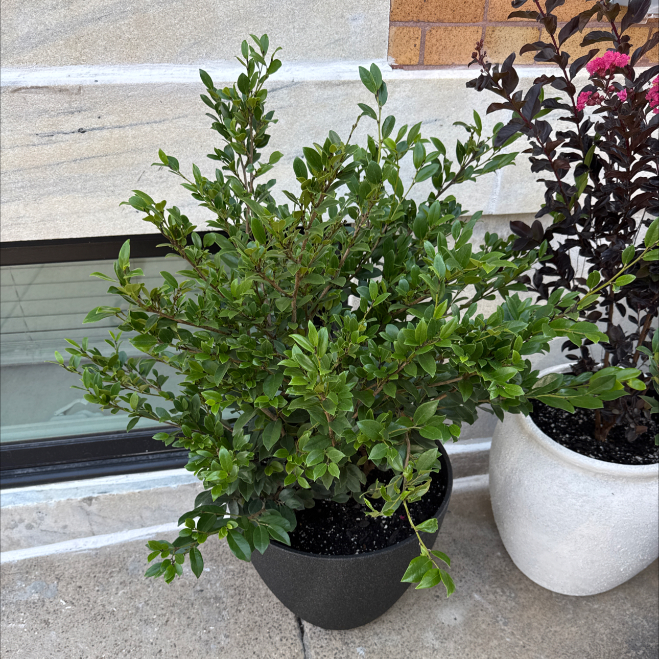 Photo of the plant species Distylium by @cxander named Homer on Greg, the plant care app